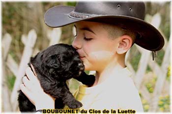 bouvier des flandres photo chiot - Elevage Clos Luette -  COPYRIGHT DEPOSE